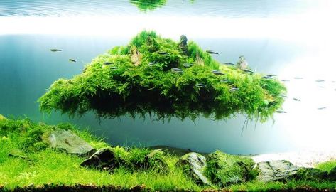 Top 10 Best Examples of Aquascaping Takashi Amano, Taman Air, Aquascape Design, Aquarium Terrarium, Fresh Water Fish Tank, Nano Aquarium, Aquarium Setup, Aquarium Landscape, Nature Aquarium