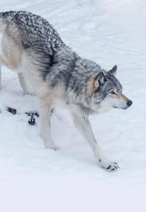 Anime Husky, Sacred Grove, Wolf Poses, Wolf Clothing, Wolf Husky, Wolf Images, Dark Woods, Wolf Photography, Wolf Stuff