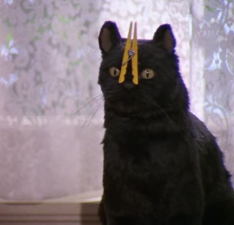 Todos los derechos reservados a sus respectivos autores. Sabrina Cat Salem, Salem The Cat Quotes, Salem Cat Quotes, Salem Cat Sabrina, Salem Quotes, Sabrina Cat, Sus Cat, Salem The Cat, Salem Saberhagen