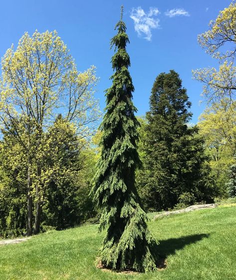 Trees For Small Spaces, Narrow Trees, Weeping White Spruce, Picea Glauca, Cyprus Trees, Cold Climate Gardening, Trees For Front Yard, White Spruce, Landscaping Trees