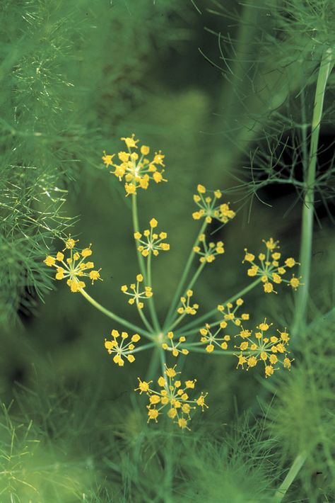 Edible Seeds, Attracting Beneficial Insects, Fine Gardening, Hardy Perennials, Beneficial Insects, Delicate Flowers, Fennel Seeds, Growing Herbs, Seed Starting