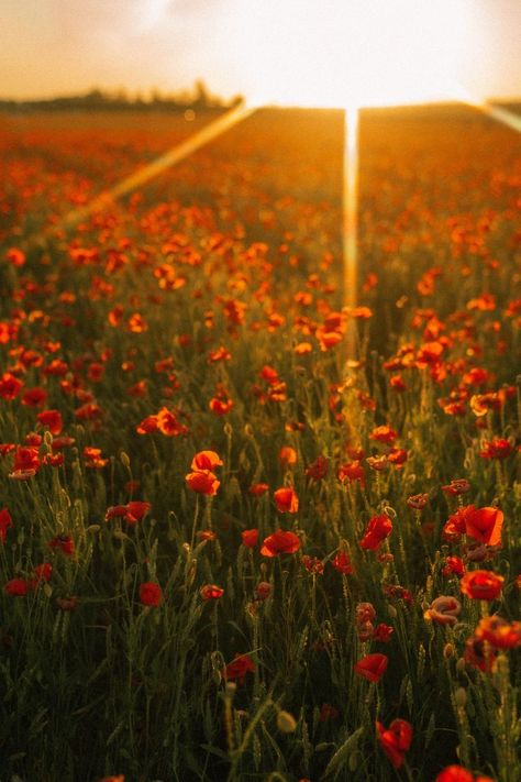 Ideas and aesthetics for photoshoot in poppy field Poppy Field Aesthetic, Red Poppy Field, Field Aesthetic, Poppy Field, Red Poppy, Red Poppies, Art Inspo, Poppies, Red