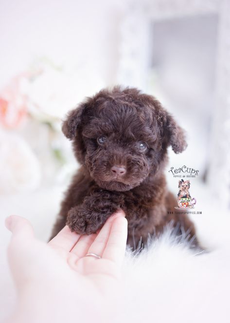 Chocolate Toy Poodle, Toy Poodles For Sale, Chocolate Poodle, Puppies Teacup, Toy Poodle Puppy, Baby Corgi, Dog Breed Names, Cute Corgi Puppy, Poodle Puppies For Sale