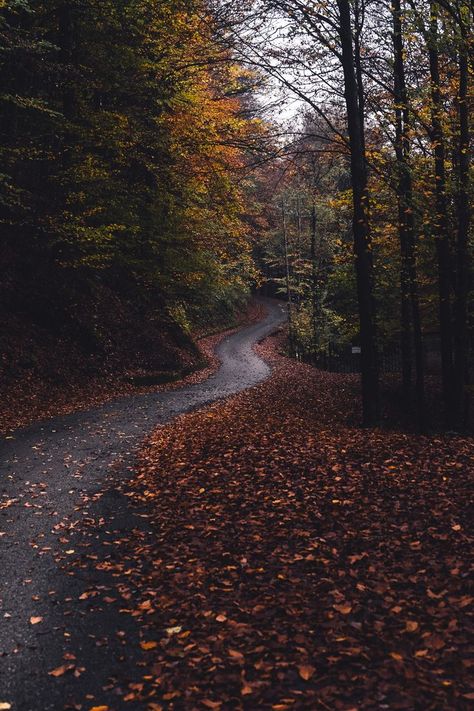 Forest Theme Wedding, Autumn Magic, Dark Autumn, Autumn Scenes, Autumn Scenery, Beautiful Autumn, Autumn Beauty, Autumn Vibes, Fall Pictures