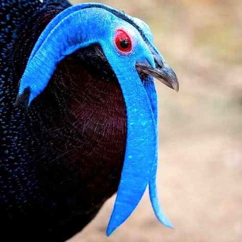 Weird Birds, Deer Photos, Curious Creatures, Rare Animals, Exotic Birds, Weird Animals, Colorful Birds, Pheasant, Cute Little Animals