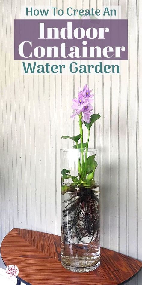 Hydroponic Glass Vase, Hydroponics With Fish, How To Water Plants Up High, Indoor Aquatic Plants, Hanging Water Plants Indoor, Indoor Water Garden With Fish, Aquatic Plants Indoor Water Garden, Plants That Can Live In Water, Plants In Water Vase