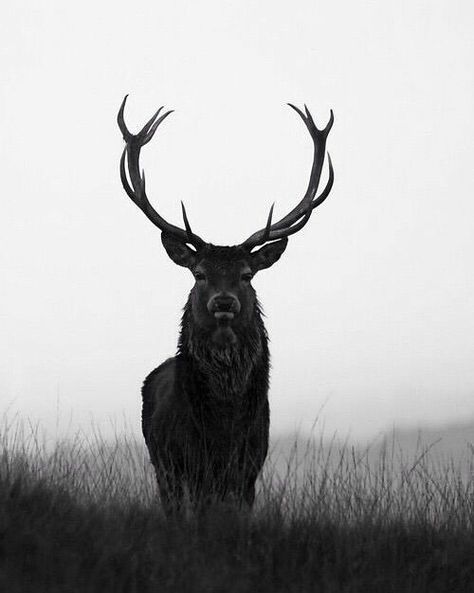 White Photo, Antlers, Elk, Deer, Black And White, White, Black