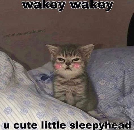 The Garden Of Words, Wholesome Pictures, Morning Cat, Pookie Wookie, Silly Cats Pictures, Cute Messages, Silly Animals, Cute Memes, Love Memes