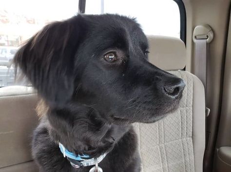 40 Loving Labrador Mixes - The Ultimate Lab Mix Guide Black Lab Mix Dogs, Black Lab Golden Retriever Mix Puppies, Maremma Dog, Labrador Puppies For Sale, Black Lab And Pitbull Mix Dogs, Black Lab Mix, Lab Mix Puppies, Pitbull Lab Mix Dog Black, Lab Puppies Black