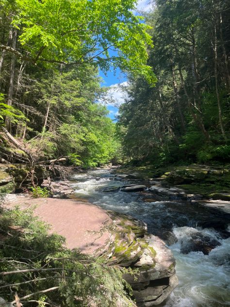 Creek Nature, Creek Aesthetic, Forest Creek, Creek Forest, Rivers In Forest, Creek In The Forest, Forest With Stream, Secret Forest, Dream Landscape