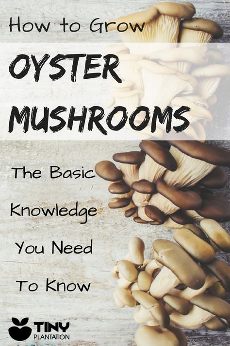 Did you know that you can grow your own oyster mushrooms at home? This article will teach you the basic knowledge on how to grow Oyster Mushrooms easily. #grow #oystermushrooms Chaga Benefits, Growing Mushrooms At Home, Mushroom Magic, Mushroom Cultivation, Garden Mushrooms, Oyster Mushroom, Vegetable Garden For Beginners, Oyster Mushrooms, Edible Mushrooms