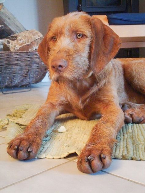 Wirehaired Vizsla, Hungarian Vizsla, Vizsla Dogs, Vizsla Puppy, Vizsla Puppies, Purebred Dogs, Hunting Dogs, Sweet Animals, Beautiful Dogs