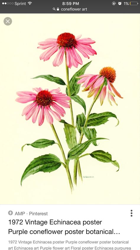 Purple Coneflower, Visual Library, Echinacea Purpurea, Botanical Artwork, Watercolor Flower Art, 수채화 그림, Botanical Poster, Plant Drawing, Flower Artwork