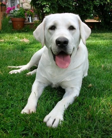 White (light yellow) Labrador White Labs Dogs, White Labrador Retriever, Labrador White, White Labrador Puppy, White Lab Puppies, Labrador Puppies For Sale, Husky Corgi, Labrador Yellow, Lab Retriever