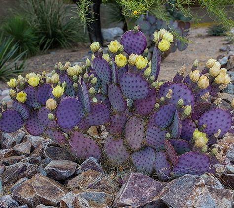 Purple Prickly Pear Cactus, Purple Prickly Pear, Purple Cactus, Opuntia Cactus, Indoor Cactus, Cactus Care, Full Sun Plants, Pear Cactus, Paper Plants