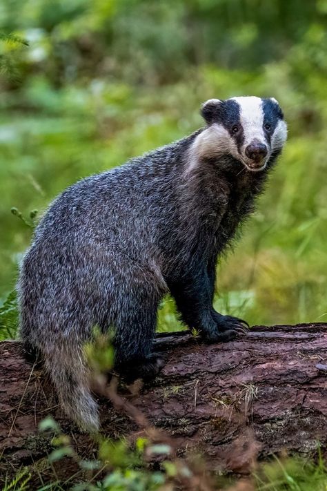 Badger Reference, Cute Badger Drawing, Badger Aesthetic, Badger Photography, Badger Drawing, British Animals, Badger Images, European Badger, Karen Miller