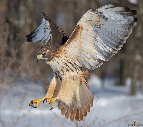 Mr. Red-tailed Hawk! | www.jimridleyphotography.com/ Click L… | Flickr Hawk Wallpaper, Hawk Aesthetic, Birds Preschool, Birds Quotes, Audobon Birds, Birds Sketch, Fall Birds, Toucan Birds, Birds Craft