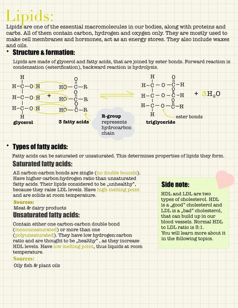 Lipid Metabolism Notes, Bio 30 Notes, Lipids Notes Biology, Macromolecules Biology Notes, Nutrition Notes Aesthetic, Lipids Biochemistry Notes, Lipids Notes, Metabolism Notes, Biochem Notes