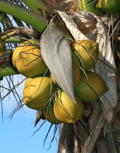 . Caribbean Fruits, Hawaiian Fruit, Draw Plants, Hawaiian Plants, Palm Tree Photography, Tropical Living, Coconut Palm Tree, Picture Painting, Coconut Trees