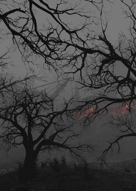 Poison Tree, Dark Castle, Fever Dream, Eldritch Horror, Collage Board, Foggy Forest, Dark Photography, Pretty Places, Background For Photography