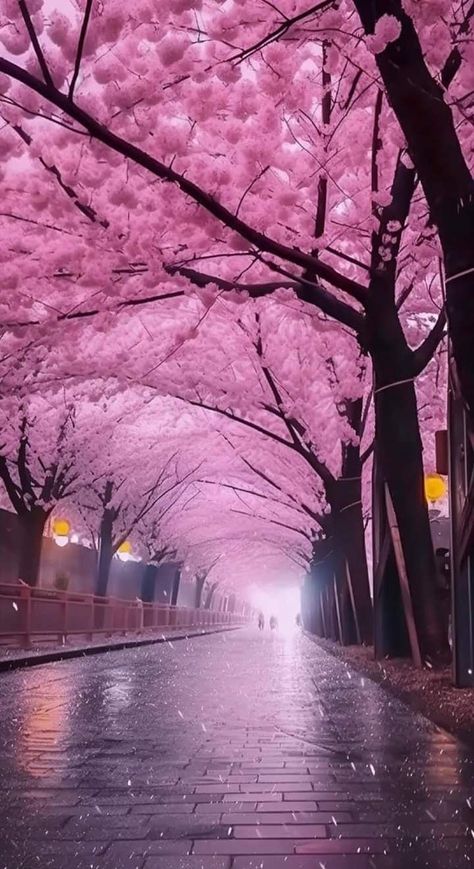 Pad Aesthetic, August Wallpaper, Aesthetic Scenery, Magical Landscapes, Cherry Blossom Wallpaper, Wallpaper 2024, Japan Landscape, Pink Wallpaper Backgrounds, Japon Illustration