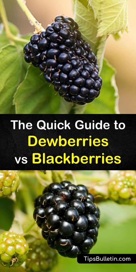 Blackberry Bushes Care How To Grow, How To Grow A Blackberry Bush, Training Blackberry Bushes, Blackberries Growing, Dewberry Recipes, Blackberry Patch, Wild Black Raspberries, Blackberry Plants, Growing Blackberries