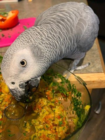 African Grey Parrot Toys, Parrot Chop, Parrot Diet, Tolerate It, Conure Parrots, Parrot Pet, Bird Treats, Balanced Nutrition, Bird Care