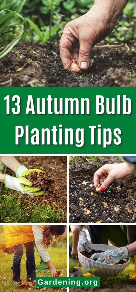 13 Autumn Bulb Planting Tips for Bigger Blooms When To Plant Bulbs Fall, Bulb Garden Plan, Layering Bulbs In Garden, How To Plant Bulbs In Fall, Planting Fall Bulbs, Fall Bulb Planting Design, Bulb Planting Design, Bulb Garden Ideas, Bulb Planting Ideas