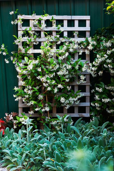 Fast Growing Climbers, Hydrangea Petiolaris, Trachelospermum Jasminoides, Diy Garden Trellis, Plant Structure, Climbing Flowers, Growing Vines, Climbing Hydrangea, Diy Trellis