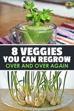 Garden Tutorials, Epic Gardening, Vegetables Growing, Carrot Tops, Regrow Vegetables, Organic Insecticide, Modern Homestead, Indoor Vegetables, Homestead Ideas