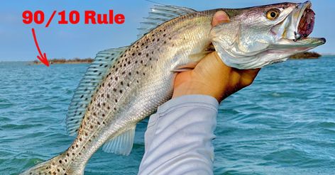 The 90/10 Fishing Rule (3 Case Studies On Finding Fish Faster) Bank Fishing, Speckled Trout, Crappie Fishing Tips, Water Tips, Salt Water Fishing, Tackle Shop, Important Things To Know, Crappie Fishing, Fishing Videos