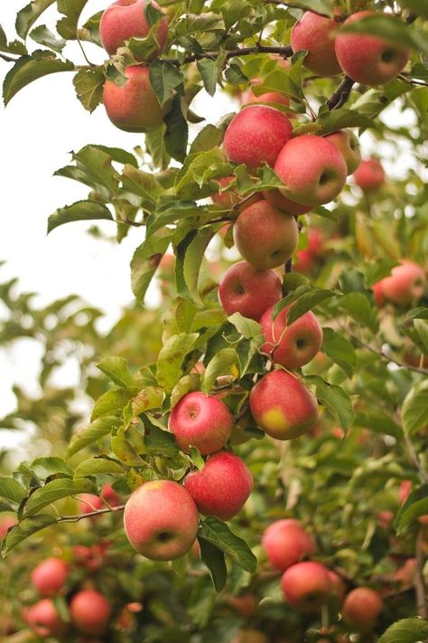 Apple Plant, Potted Fruit Trees, Fruits And Vegetables Pictures, Apple Picture, Grape Apple, Vegetable Pictures, Vegetable Illustration, Fruit Photography, Apple Fruit