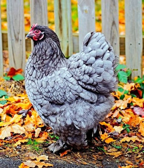 Cochin Chickens Colors, Polish Chickens Breed, Largest Chicken Breed, Chicken Egg Colors, Australorp Chicken, Cochin Chickens, Brahma Chicken, Laying Chickens Breeds, Polish Chicken