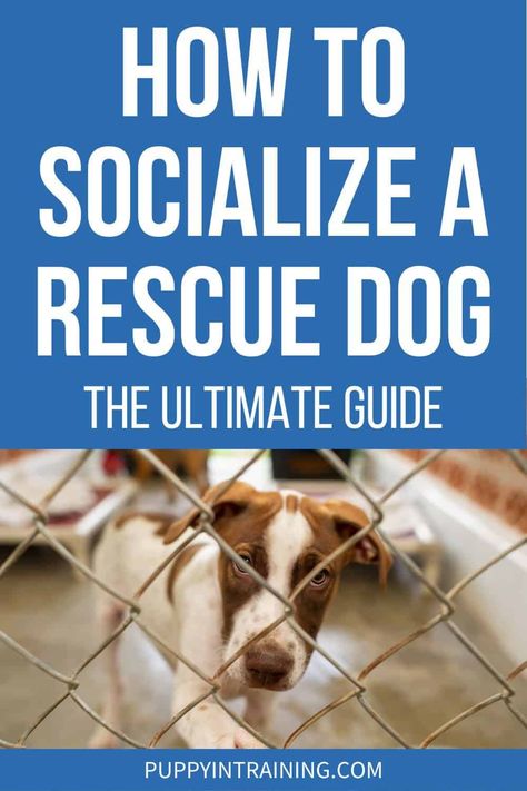 Rescue Dog Tips, How To Train A Rescue Dog, Training A Rescue Dog, How To Start An Animal Rescue, Puppy Rescue, Rescue Dogs For Adoption, Socializing Dogs, Puppy Barking, Puppies Tips