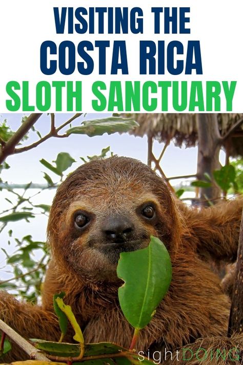 One for the bucket lists! Get up close and personal with cute sloths by visiting the Costa Rica Sloth Sanctuary. It's one of the most adorable things to do in Costa Rica and an easy day trip from spots on the Caribbean coast, like Cahuita or Puerto Viejo. I mean, who could say no to those baby faces? Read the whole article for more pictures and information. #CostaRica #CostaRicaTravel Sloths In Costa Rica, Deep Sea Fishing Costa Rica, Sloth Costa Rica, Costa Rica Animal Sanctuary, Sarapiqui Costa Rica, Costa Rica Bucket List, Costa Rica Travel Pictures, Sloth Sanctuary Costa Rica, Cahuita Costa Rica