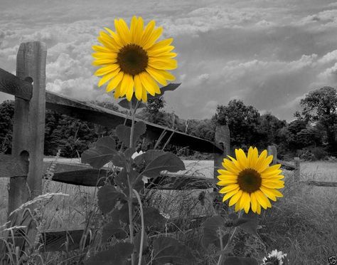 Black White Yellow Sunflowers Wall Art Home Decor Matted Picture ... Backround Pics, Sunflower Stuff, Sunflower Aesthetic, Sunflower Quotes, Sunflower Photography, Color Splash Photo, Color Splash Photography, Sunflowers And Daisies, Splash Photography