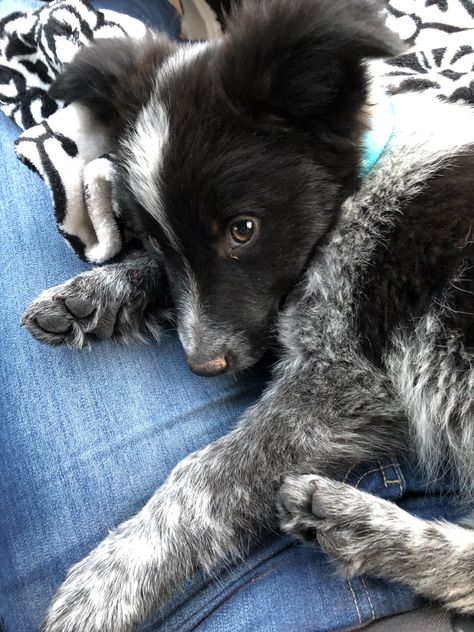 Mix Breed Puppies, Border Heeler Puppy, Blue Heeler Border Collie, Border Heeler, Border Collie Mix Puppies, Mix Breed Dogs, Border Collie Blue Healer, Blue Healers Dog, Red Border Collie