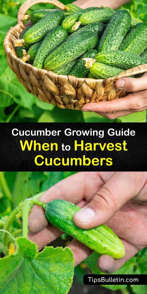 When To Harvest Cucumbers, Cucumbers In Pots, Cucumber Growing, Burpless Cucumber, Cucumber Seedlings, Cucumber Plants, Grow Cucumbers, Cucumber Gardening, Cucumber Varieties