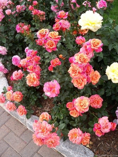 'Disneyland Rose ' Rose Photo Rose Trees Front Yard, Disneyland Rose, Disney Roses, Grand Millennial Style, Flower Magic, Pin Ideas, Rose Photo, Rose Trees, Beautiful Plants