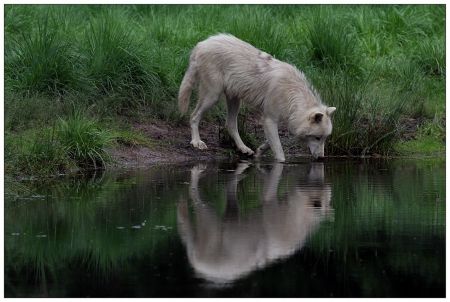 Wolf Drinking Water, White Wolves, Howl At The Moon, Wolf Love, Wild Wolf, Beautiful Wolves, Wolf Spirit, Wild Dogs, Favorite Animals