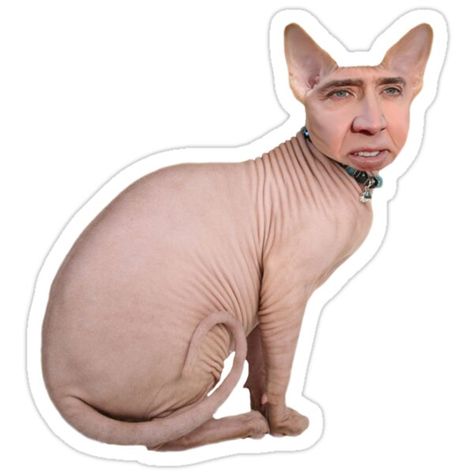 Cursed Ads, Nickolas Cage, Nicholas Cage, Stickers Anime, Losing Faith In Humanity, Silly Cats Pictures, Nicolas Cage, Meme Stickers, Cat Owner