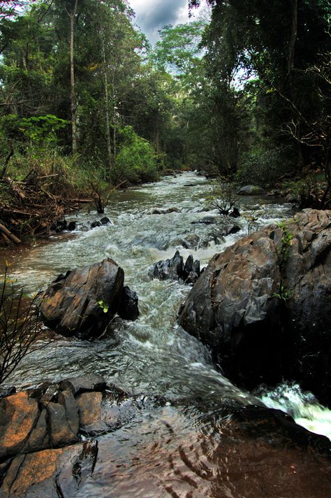 Muthodi Forest - Chikmagalur India Country, India Travel, Places To Visit, Forest, Photography, Nature