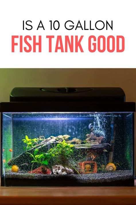 Fish Tank Fish Aquarium Ideas, 5 Gallon Tank, Turtle Tank Setup, 10 Gallon Fish Tank, Driftwood Aquarium, Aquascaping Ideas, Freshwater Plants, Aquarium Shop, Cool Fish Tanks