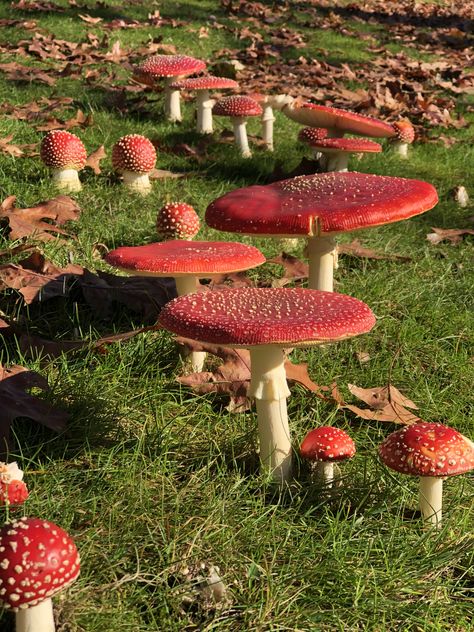 Mushroom Photos Nature, Mushroom Forest Aesthetic, Pretty Mushrooms, Mushroom Room, Witches Circle, Hay Bale Art, Mushroom Core, Red Mushrooms, Mushroom Plant