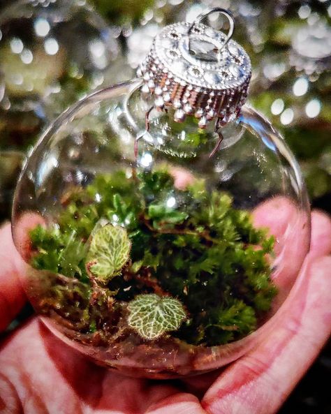 Ms. Moss Potter on Instagram: “Will you decorate your Christmas tree with these? . . . . . . . . #terrariums #ornaments #christmasdecor #christmas #christmasornaments…” Moss Ornaments, Christmas Terrariums, Terrarium Ornaments, Lizard Terrarium, Clear Ornaments, Diy Ornaments, Glass Terrarium, Craft Night, Nature Crafts