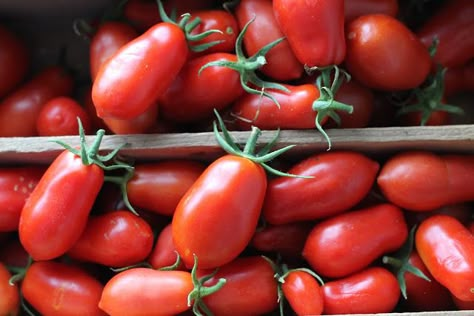 Where Your Treasure Is: San Marzano Tomato Sauce: From Garden to Table San Marzano Tomatoes Recipes, San Marzano Tomato Sauce Recipes, San Marzano Tomato Sauce, Heirloom Tomatoes Varieties, Best Spaghetti Sauce, Growing Tomato, Marzano Tomatoes, Fresh Tomato Recipes, Homemade Spaghetti Sauce