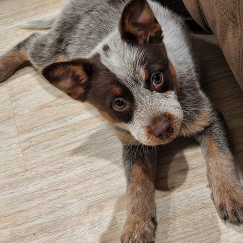 Chocolate Heeler, Cow Breeds, Blue Healer, Aussie Cattle Dog, Heeler Dogs, Cattle Dogs Rule, Heeler Puppies, Blue Heelers, Blue Heeler Dogs