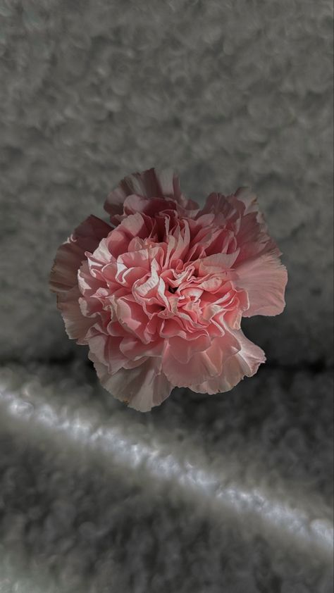 Carnation Flower Wallpaper, Carnation Flower, Wallpaper For Your Phone, Flower Wallpaper, Phone Wallpapers, Random Things, Phone Wallpaper, Wedding Flowers, Nature Photography