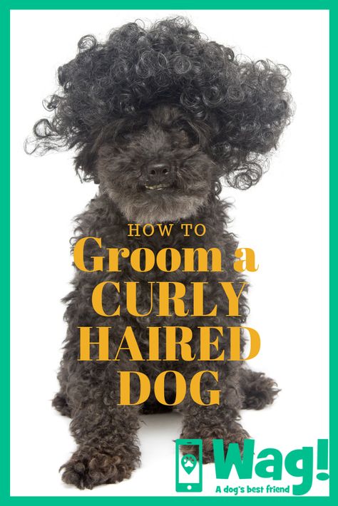 Complete guide to take care of your curly-haired dog! #doggrooming #dogs #dogtips #diydoggrooming #dogfur #doghair #curlydog #curlyhaireddog #dogcare #doghealth #dogwellness #wagwalking #wagdogwalking Curly Hair Dog Grooming, Curly Haired Dog, Curly Dog, Dog Wellness, Dog Haircuts, Dog Best Friend, Curly Hair Care, Dog Health, Cool Haircuts