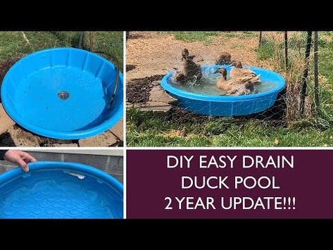 Duck Pool Drain Diy, Diy Duck Pools, Small Duck Enclosure Ideas, Kiddie Pool Duck Pond, Drainable Duck Pond, Easy Drain Duck Pond, Duck Pond Drain, Easy Clean Duck Pond, Duck Pool Ramp